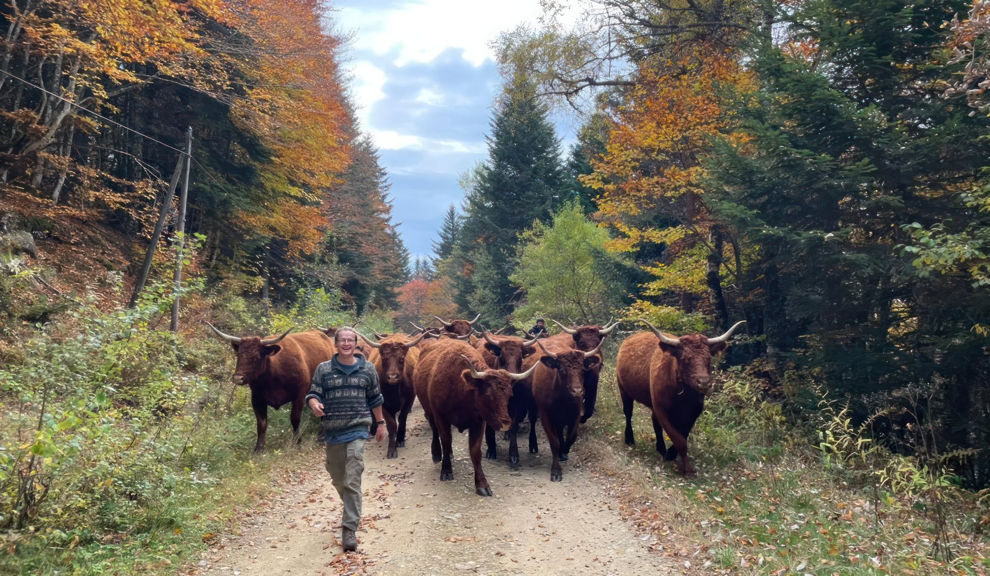 A herder walks smiling along an autumn forest track ahead of a herd of red, long-horned cattle