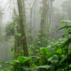 Rainforest background header